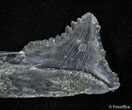 Bizarre Edestus Shark Tooth/Jaw - Carboniferous #2406-2